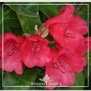 Rhododendron Molly Ann - RhodoDirect: Rhododendrons Online