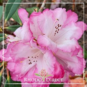 Rhododendron Pink Delight - RhodoDirect: Rhododendrons Online