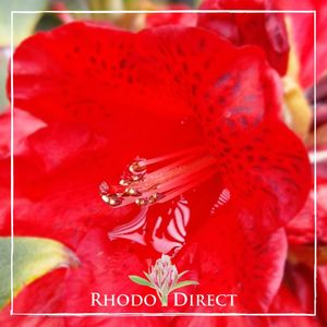 Rhododendron Raging Bull - RhodoDirect: Rhododendrons Online