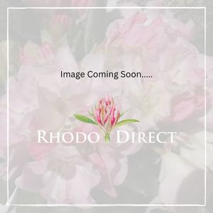 Products: Rhododendron Sugar 'N' Spice - RhodoDirect: Rhododendrons Online