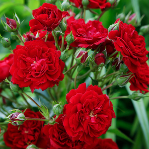 Products: Crimson Siluetta Weeper 1.8m