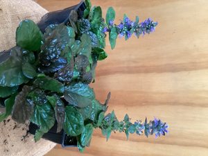 Products: Ajuga ‘Catlins Giant’