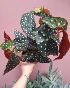 Products: Begonia ‘Polka Dot’