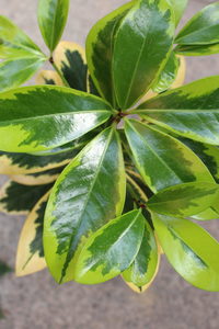 Corynocarpus laevigatus ‘Variegatus’, Karaka