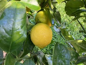 Products: Lemon ‘Meyer’