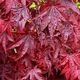 Acer ‘Red Emperor’