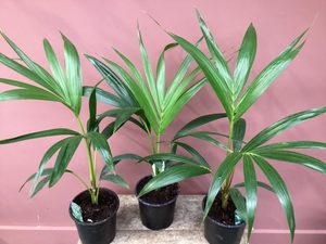Products: Howea forsteriana, Kentia Palm