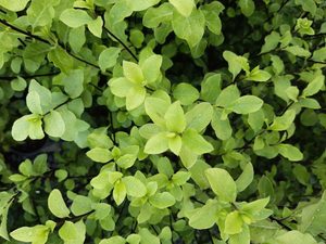 Products: Pittosporum tenuifolium
