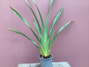 Products: Phormium cookianum