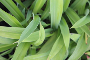 Products: Arthropodium ‘Matapouri bay’