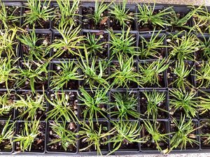 Products: Ophiopogon ‘Nana’