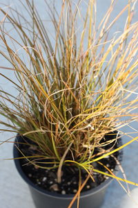 Products: Carex testacea