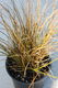 Carex testacea