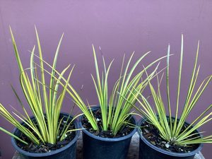 Products: Acorus ‘Ogon’