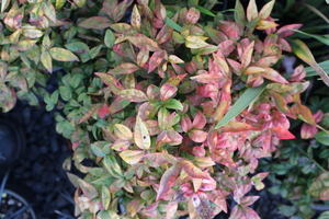 Products: Nandina ‘Firepower’