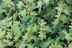 Products: Hydrangea quercifolia ‘Pee Wee’