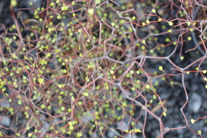 Products: Muehlenbeckia astonii