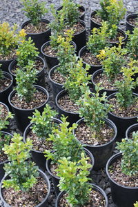 Products: Buxus sempervirens