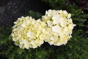 Products: Hydrangea ‘Bridal Bouquet’