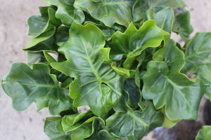 Products: Philodendron selloum ‘Atom’