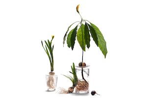 Botanopia Germination Plate