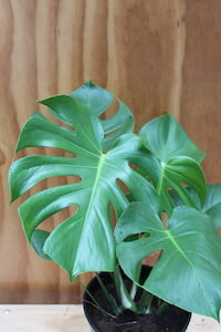 Products: Monstera deliciosa 2.5L