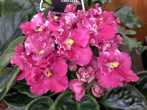 Products: African Violet