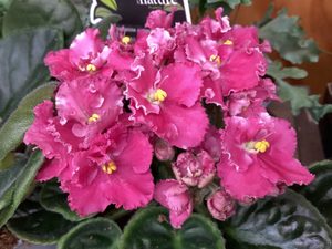 Products: African Violet