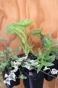 Products: Baby House Plants