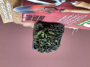 Products: Ajuga ‘Crinkly Crisp’