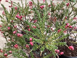 Grevillea ‘Drummer Boy’