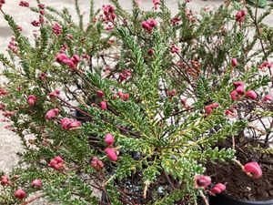 Products: Grevillea ‘Drummer Boy’