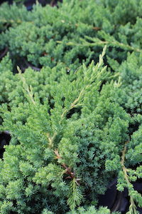 Products: Juniperus procumbens ‘Nana’