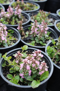 Ajuga ‘Pink Spire’