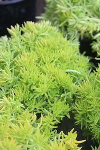 Sedum ‘Gold Mound’