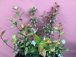 Trachelospermum jasminoides