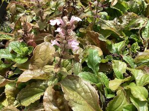 Products: Ajuga ‘Pink Spire’ 0.5L