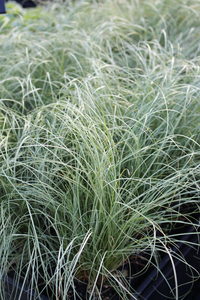 Products: Carex comans
