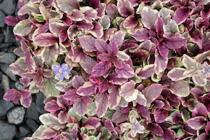 Ajuga ‘Multicolour’