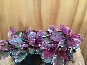 Products: Ajuga ‘Multicolour’