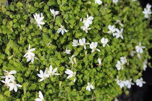 Products: Lobelia angulata