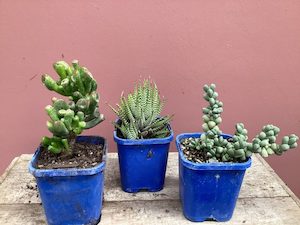 Succulents Assorted Blue Pot
