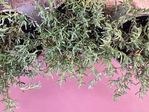 Products: Mesembryanthemum – iceplant