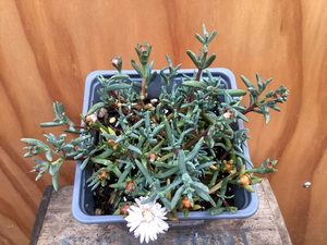 Products: Mesembryanthemum – iceplant ‘pink ice’