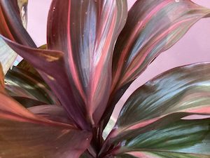 Cordyline ‘Cherry Cordial’