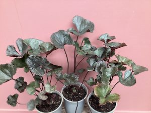 Products: Ligularia dentata ‘Britt Marie Crawford’