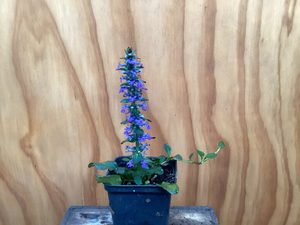 Products: Ajuga reptans