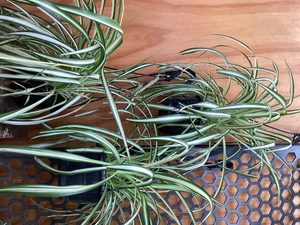 Products: Chlorophytum comosum Spider Plant