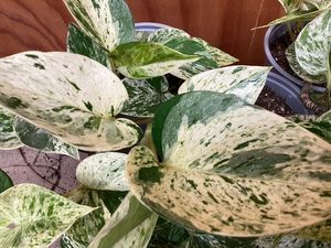 Products: Epipremnum aureum ‘Marble Queen’