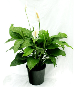 Products: Spathiphyllum Giant Peace Lily